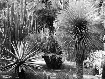 Jardin Majorelle I